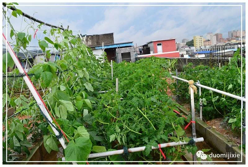 听说了吗，拼搏平台【中国】有限公司居然开始搞副业了？
